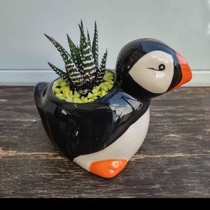 Puffin planter figure with zebra haworthia plant 3.5 inch pot